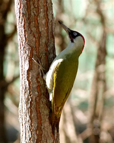 Зелен кълвач (Picus viridis ) | Author Qnko Qnkov - SOTI | PHOTO FORUM