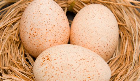 turkey breeds  eggs  hip chick