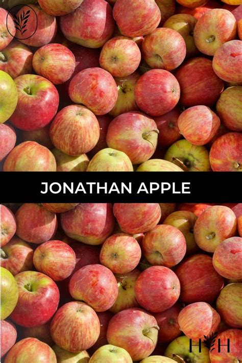 jonathan apple jonathan apples apple tree care apple