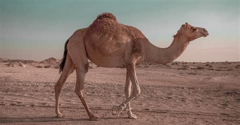 Facts about camels in Morocco - Travelling In Morocco