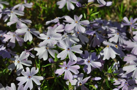 Emerald Blue Phlox