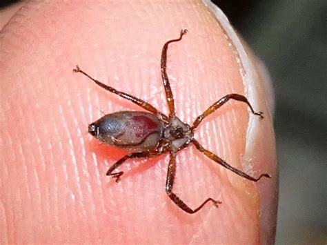 Bat Flies – Ausemade