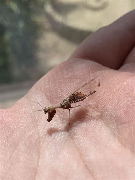 Light pollution a reason for insect decline. Artificial lighting at