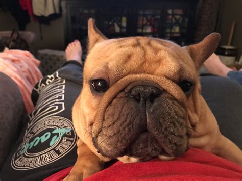 Pin on Our piggy kids | French bulldog, Bulldog funny, Bully breeds