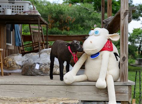 punkins patch  black sheep    family