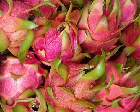 pitaya pitayaconsulting