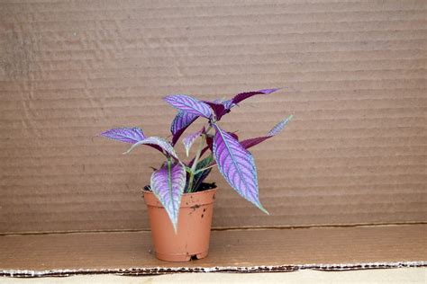 Persian Shield Plant – Plants & Paintings llc