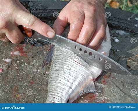 Cutting fish stock photo. Image of fish, river, nature - 12632216