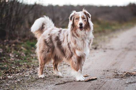 Australian Shepherd - Sidewalk Dog