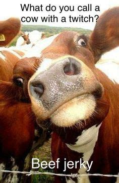 50 Best Cow Puns ideas | cow puns, cows funny, puns