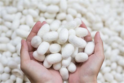 taie doreiller en soie naturelle silkology