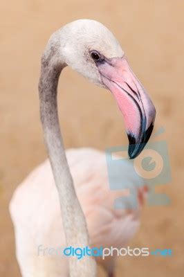 White Flamingo Pink Beak Stock Photo - Royalty Free Image ID 100204493