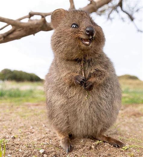 „How adorable are these quokkas!? | Quokka animal, Happy animals ...