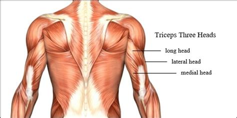 Chest and Triceps Workout: An Effective Guide for Perfect Muscles