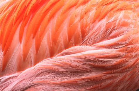 Wallpaper : flamingo, plumage, feathers, pink, pattern, naturepattern ...