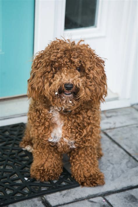 Bichon Poo Full Grown Black