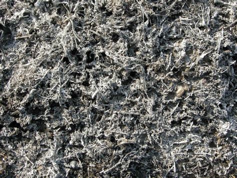 photo ash texture ash texture wood   jooinn