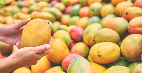 mango day special discover  worlds tastiest mango varieties