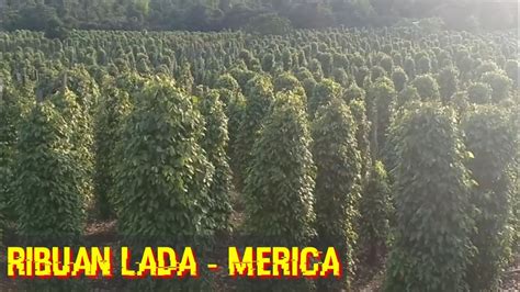 perkebunan merica lada  luwu timur danau towuti youtube