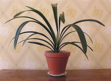 Maatiaisamaryllis ja kliivia - eksoottiset kaunottaret ...