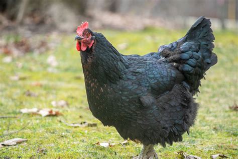 How to Sex Chicks and Chickens - The Pioneer Chicks