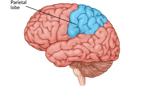 Parietal Lobe Stroke: Understanding the Secondary Effects & Recovery Journey – Zao Rehab