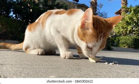 1,240 Cat Eat Cheese Images, Stock Photos & Vectors | Shutterstock