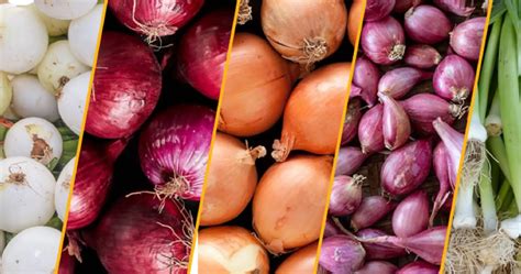 onion varieties explained   pick      cooking