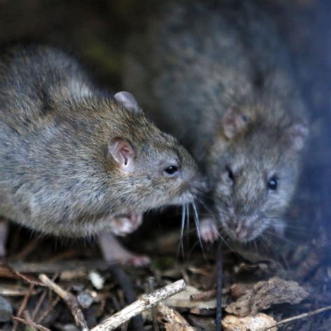 A rare rat virus infects eight people in Wisconsin and Illinois | STAT