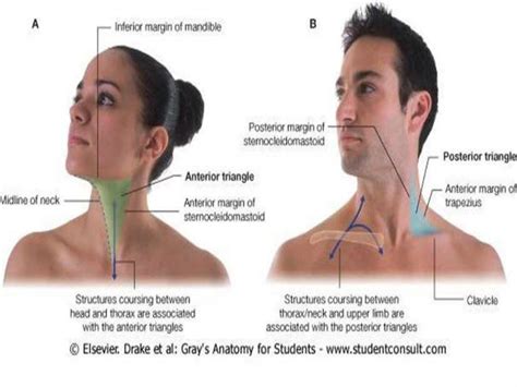 surgical anatomy  neck