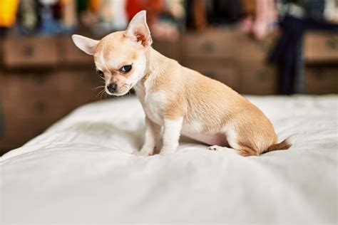 How to Potty Train a Chihuahua: 8 Vet-Approved Tips & Tricks – Dogster