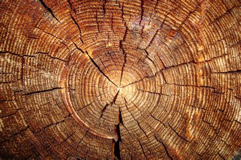wood texture  wood  wood backgrounds  graphic design