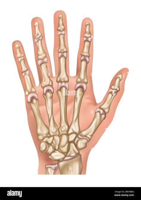 hand anatomy illustration stock photo alamy