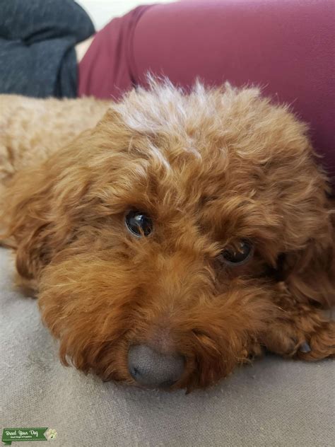 Apricot Toy Poodle - Stud Dog in Oregon, Australia | Breed Your Dog