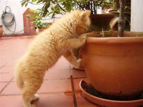Awww, Adorable Kittens (100 pics) - Izismile.com
