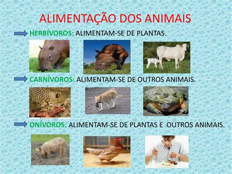 Animais Carnívoros Que Se Alimentam Somente De Herbívoros São.classificados Como