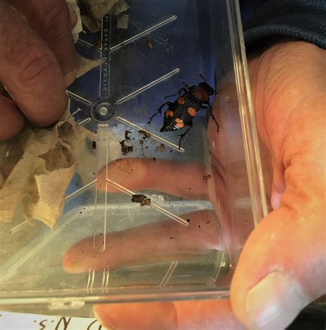 Lou Perrotti holds a container with an American burying beetle | FWS.gov