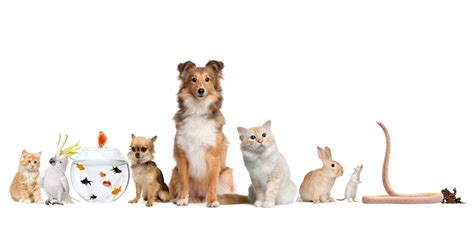 Pets Wallpapers - Wallpaper Cave