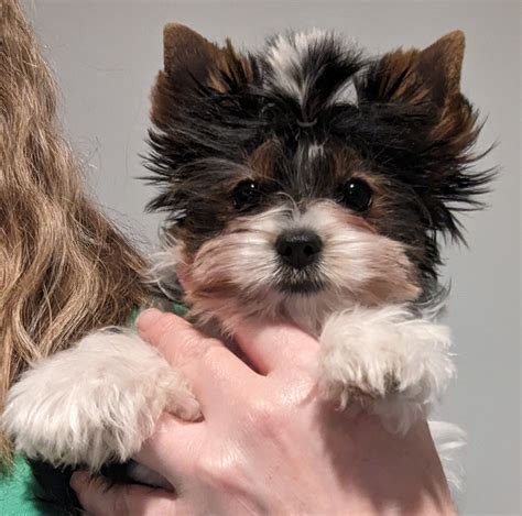 Biewer Terrier (Biewer) Puppies For Sale