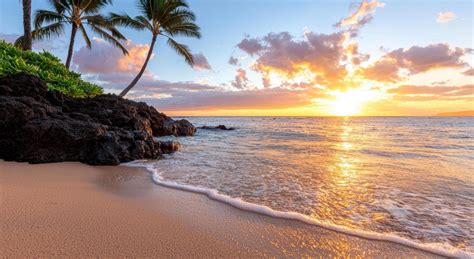 tropical beach sunset  palm trees  stock photo  vecteezy