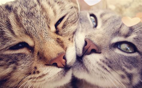 cats kissing 10