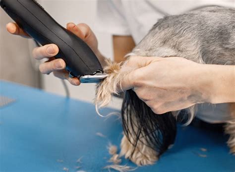 how to hand strip a dog's coat