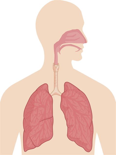 organs   respiratory system   functioning artofit