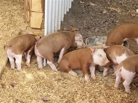 Hereford Pig - Dairy Farm Animal Exchange- Piglets for sale