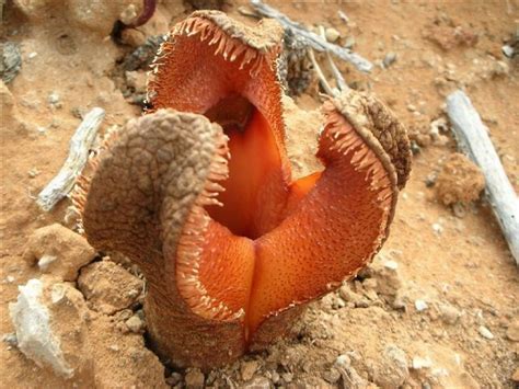 Hydnora africana ~ Everything You Need to Know with Photos | Videos