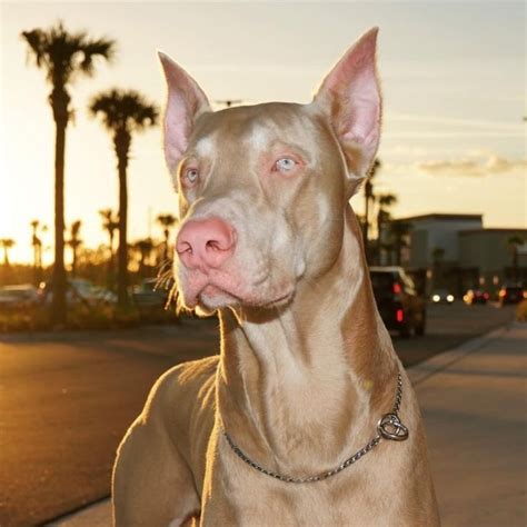 White doberman | Cute dogs, Doberman dogs, Pretty dogs