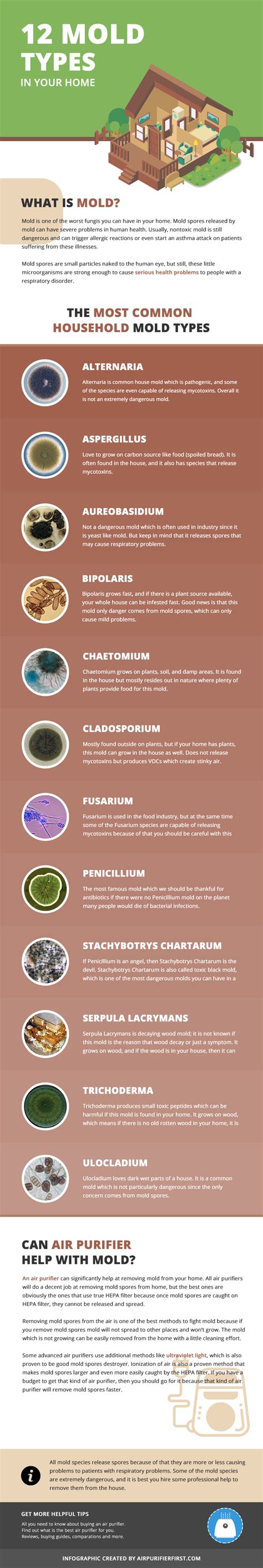 12 Common Mold Types in Your Home - What You Need to Know!