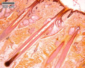 Hair Histology