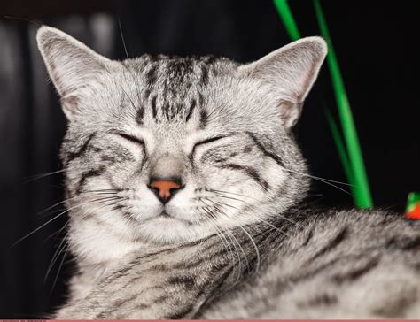 Египетский мау EgyptSila Setx (Egyptian mau EgyptSila Setx… | Flickr