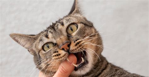 Mordida De Gato O Que Fazer - Mordida ou arranhão de gato: o que fazer se... | Veja Saúde